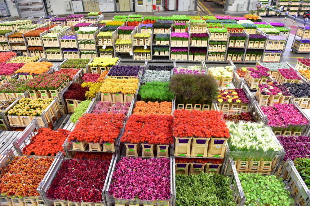 Заказ растений из Голландии оптом. Растаможка цветов и доставка по Украине
