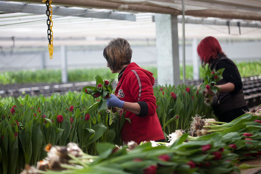 закупка цветов в Голландии