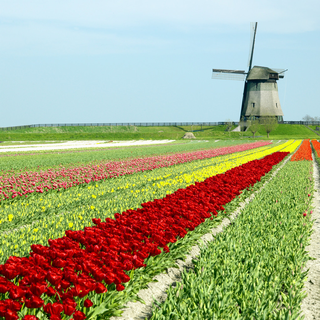 прямые поставки цветов из Голландии